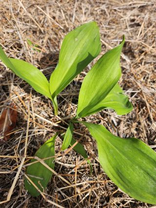 도깨비윤샘 님의 기타작물 · 영농일지 작성글 사진