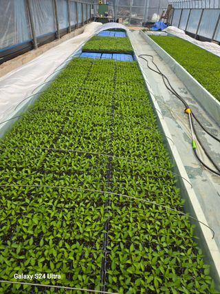 gigibae111님의 고추 · 영농일지 작성글 사진