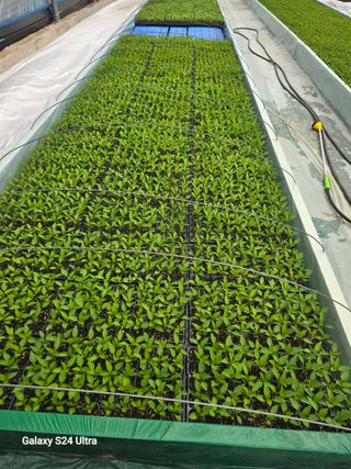 gigibae111님의 고추 · 영농일지 작성글 사진