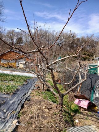 대파6310님의 사과 · 영농일지 작성글 사진