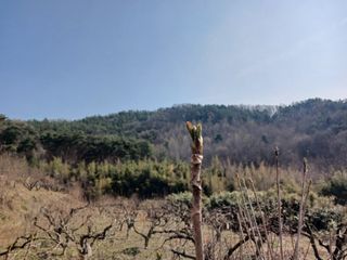 제키님의 두릅 · 영농일지 작성글 사진