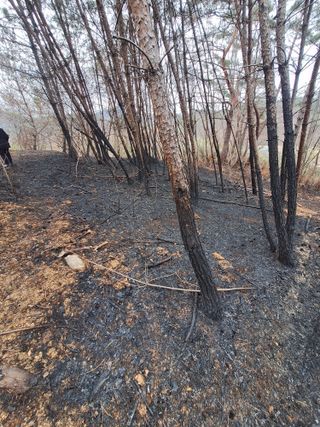 로즈마리님의 마늘 · 영농일지 작성글 사진