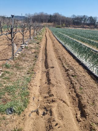 해찬들농원님의 감자 · 영농일지 작성글 사진