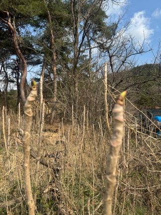 조성보님의 기타작물 · 영농일지 작성글 사진