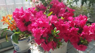 심상화님의 기타작물 · 영농일지 작성글 사진