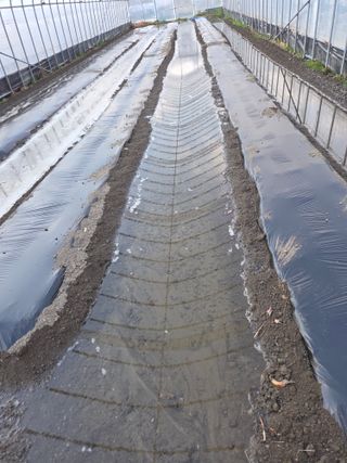 김재일님의 기타작물 · 영농일지 작성글 사진