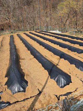 매실21434님의 기타작물 · 영농일지 작성글 사진