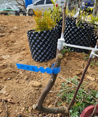 멧돼지님의 기타작물 · 영농일지 작성글 사진