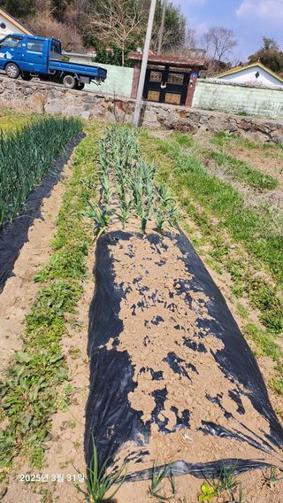 홍순철님의 기타작물 · 영농일지 작성글 사진