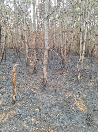 로즈마리님의 마늘 · 영농일지 작성글 사진