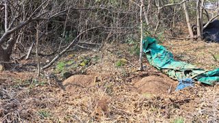 태능김동수님의 기타작물 · 영농일지 작성글 사진