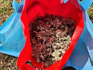 꿀복이농장님의 기타작물 · 영농일지 작성글 사진