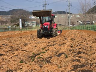 심기정님의 고구마 · 영농일지 작성글 사진