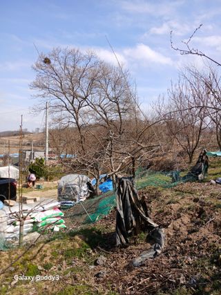 대파6310님의 사과 · 영농일지 작성글 사진