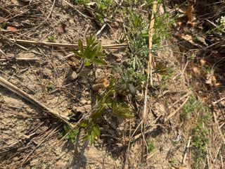 조성보님의 기타작물 · 영농일지 작성글 사진