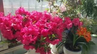 심상화님의 기타작물 · 영농일지 작성글 사진