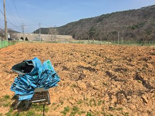 심기정님의 고구마 · 영농일지 작성글 사진