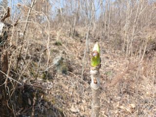 제키님의 두릅 · 영농일지 작성글 사진