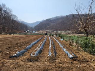 드래곤 님의 기타작물 · 영농일지 작성글 사진