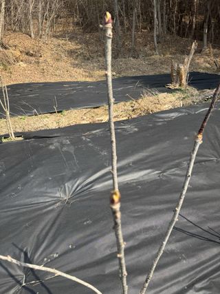 조성보님의 기타작물 · 영농일지 작성글 사진