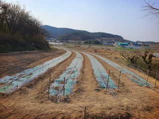 오이8898황산면님의 고추 · 영농일지 작성글 사진