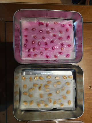 드래곤 님의 기타작물 · 영농일지 작성글 사진