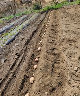 팜모닝 기타작물·영농일지 게시글 이미지