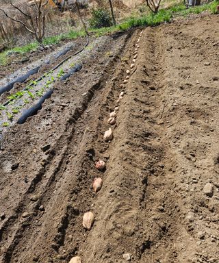 멧돼지님의 기타작물 · 영농일지 작성글 사진