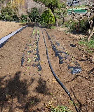 멧돼지님의 기타작물 · 영농일지 작성글 사진