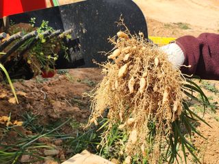 황미순님의 기타작물 · 영농일지 작성글 사진