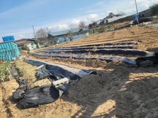 황금알대박농원!님의 감자 · 영농일지 작성글 사진