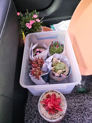 이미옥님의 기타작물 · 영농일지 작성글 사진