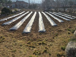 야양바다님의 기타작물 · 영농일지 작성글 사진