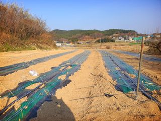 오이8898황산면님의 고추 · 영농일지 작성글 사진