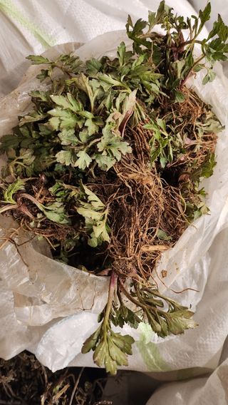 김동식님의 기타작물 · 영농일지 작성글 사진