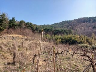 제키님의 두릅 · 영농일지 작성글 사진