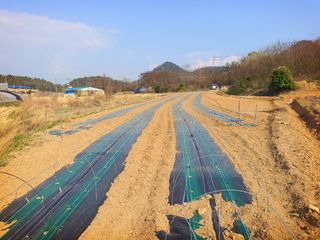 오이8898황산면님의 고추 · 영농일지 작성글 사진