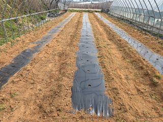 별장의텃밭농부님의 기타작물 · 영농일지 작성글 사진