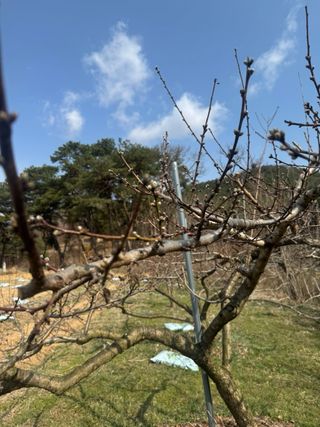 조성보님의 기타작물 · 영농일지 작성글 사진