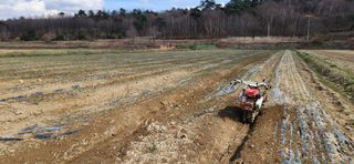 조성현님의 양파 · 영농일지 작성글 사진