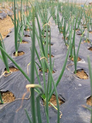 알렉산더님의 기타작물 · 영농일지 작성글 사진