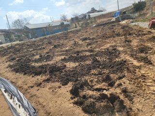 황금알대박농원!님의 감자 · 영농일지 작성글 사진