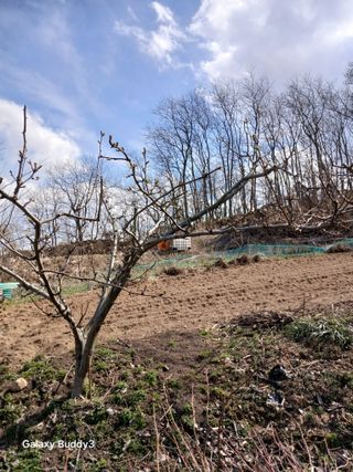 대파6310님의 사과 · 영농일지 작성글 사진