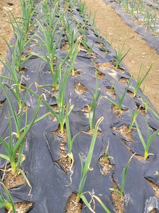 알렉산더님의 기타작물 · 영농일지 작성글 사진