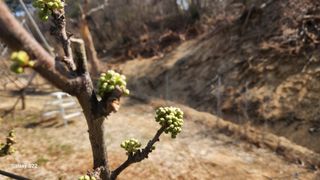 김준한님의 기타작물 · 영농일지 작성글 사진