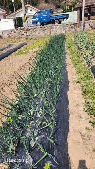 홍순철님의 기타작물 · 영농일지 작성글 사진