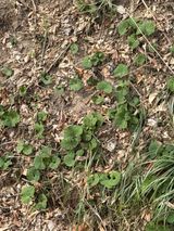 팜모닝 기타작물·영농일지 게시글 이미지