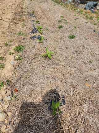 도깨비윤샘 님의 기타작물 · 영농일지 작성글 사진
