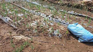 태능김동수님의 기타작물 · 영농일지 작성글 사진