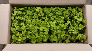 김동식님의 기타작물 · 영농일지 작성글 사진